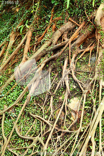 Image of tree roots