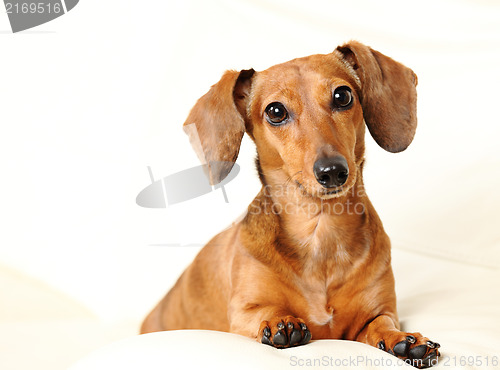 Image of dachshund dog on sofa