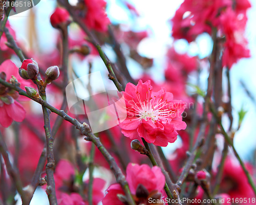 Image of peach blossom , decoration flower for chinese new year