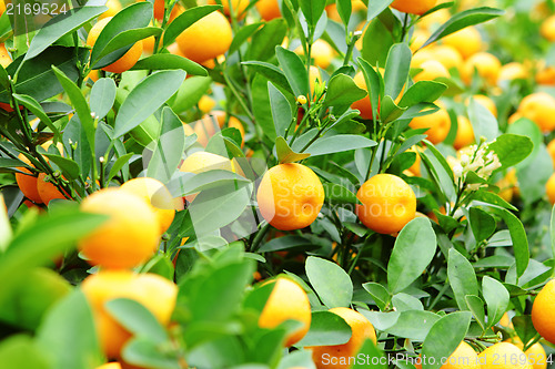 Image of kumquat for chinese new year