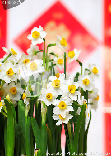 Image of narcissus flower for chinese new year
