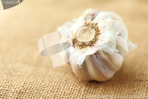 Image of garlic 