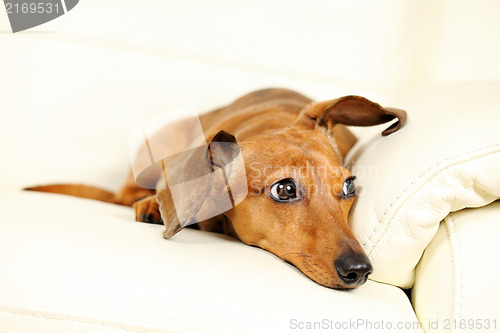 Image of dachshund dog on sofa