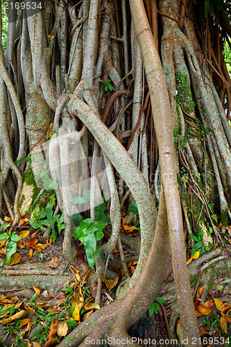 Image of tree root