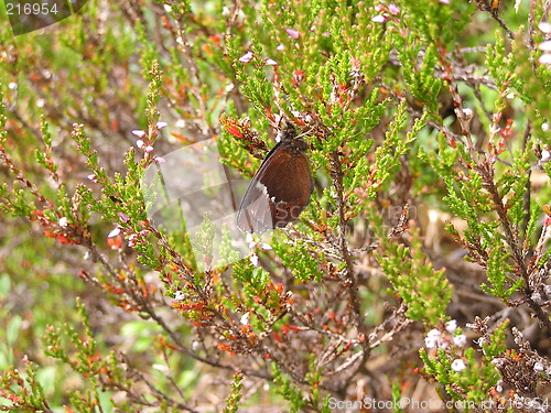 Image of butterfly