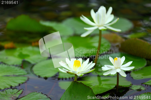 Image of White lotus