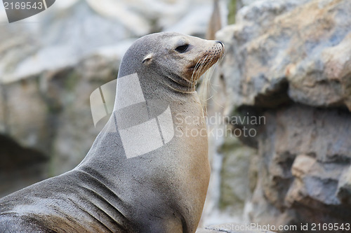 Image of seal on rock