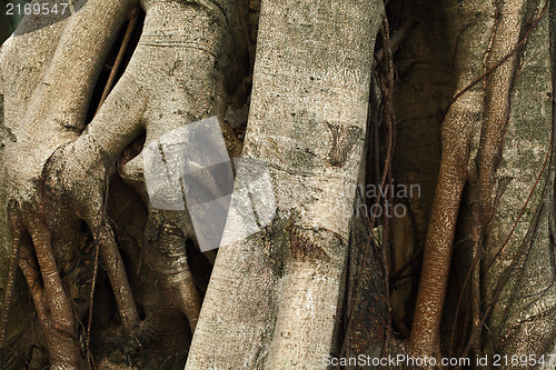 Image of tree roots