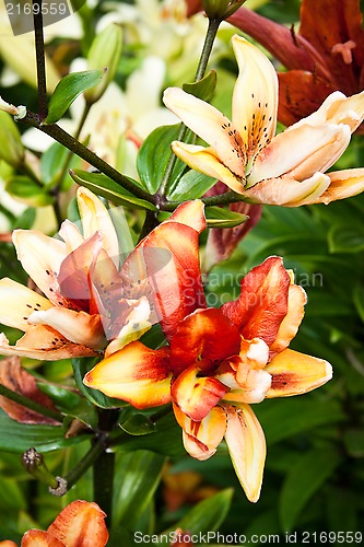 Image of lilly flowers in the garden