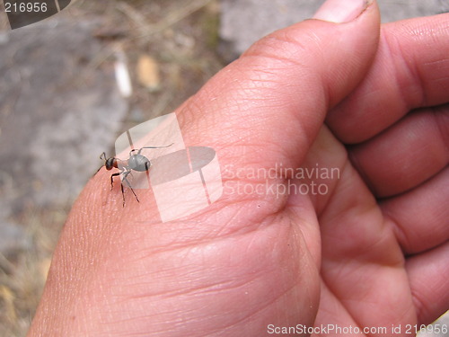 Image of ant on hand