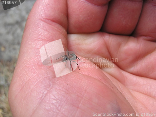 Image of ant in hand