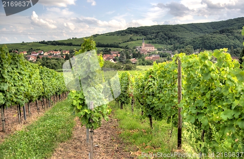 Image of Alsace landscape and vinewyard