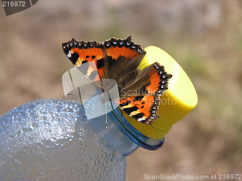 Image of butterfly