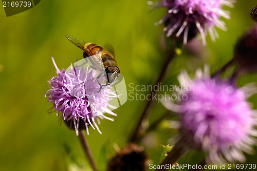 Image of Bee