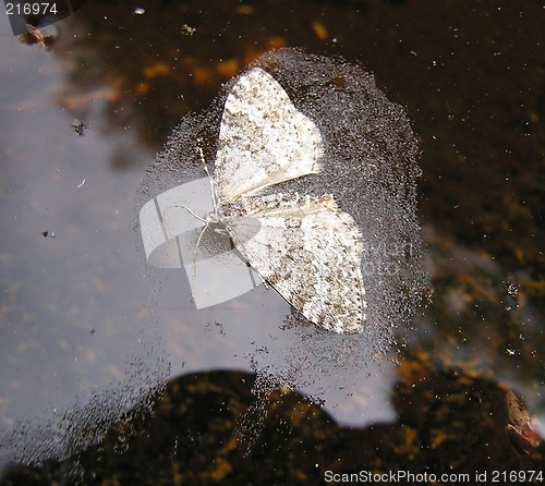 Image of moth in water