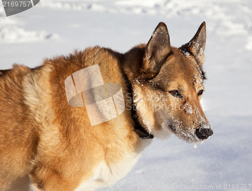 Image of Portrait of red-haired hunting dog