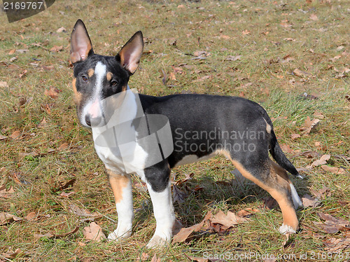 Image of The portrait of Miniature Bull Terrier