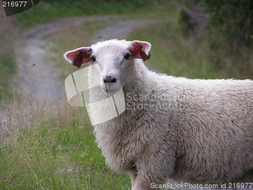 Image of lamb