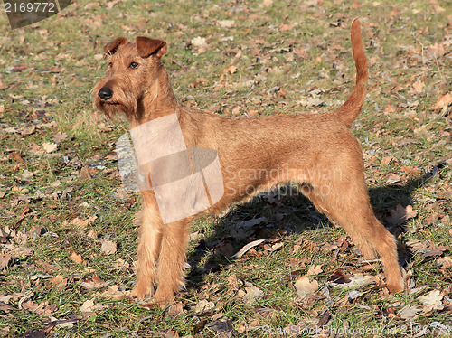 Image of Irish Terrier in the park