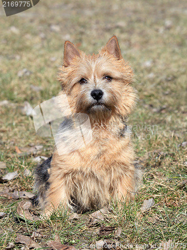 Image of The portrait of Norwich Terrier