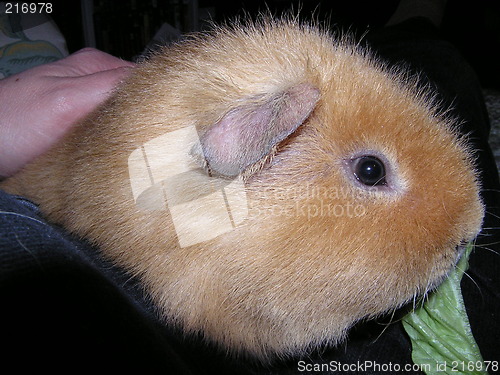 Image of guineapig