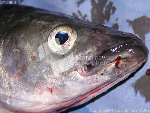 Image of fishhead