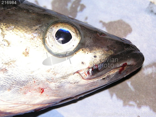Image of fish head