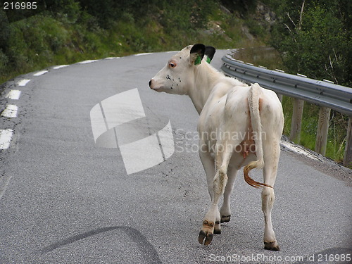 Image of calf on the run