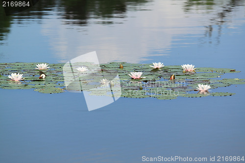 Image of Water-lily