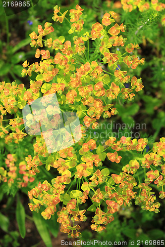 Image of Euphorbia esula