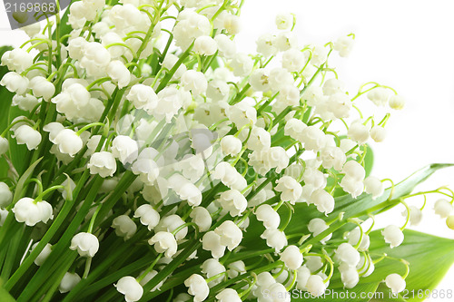 Image of Lily of the valley.