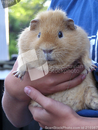 Image of fat guinea pig