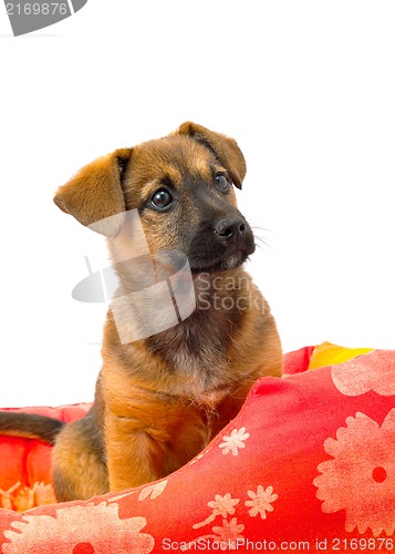 Image of Dog