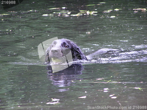 Image of swimming dog