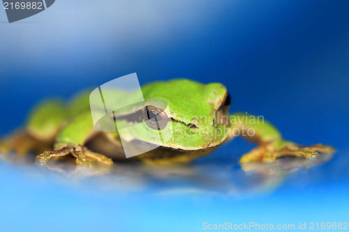 Image of Frog