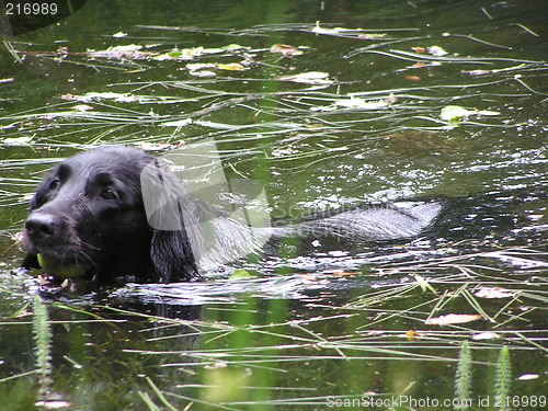 Image of swimming dog