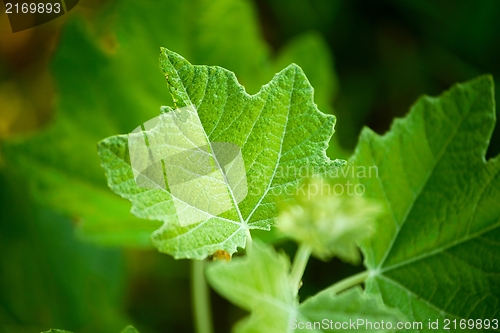 Image of Leaf