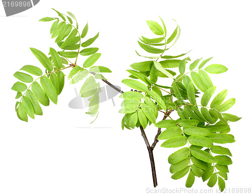 Image of Branch of rowan wgreen leaf