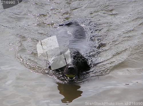 Image of swimming dog