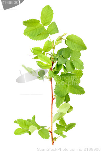 Image of Branch with bud and green leaf