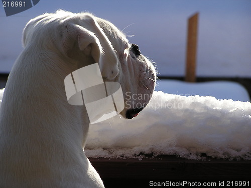 Image of white boxer