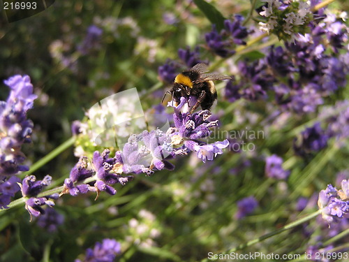 Image of bumblebee on lavender