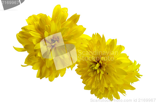 Image of autumn dew water drops dahlia flower bloom yellow 