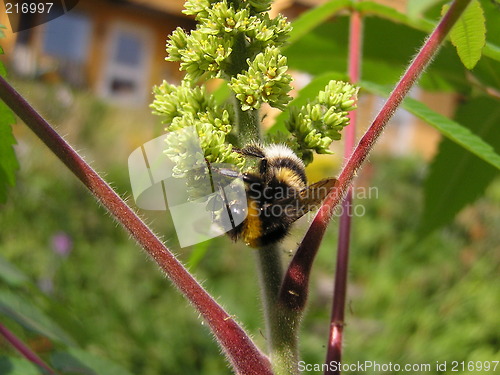 Image of bumblebee