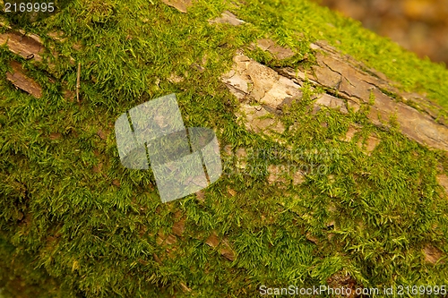 Image of Moss