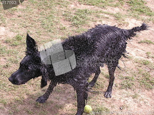 Image of shaking dog