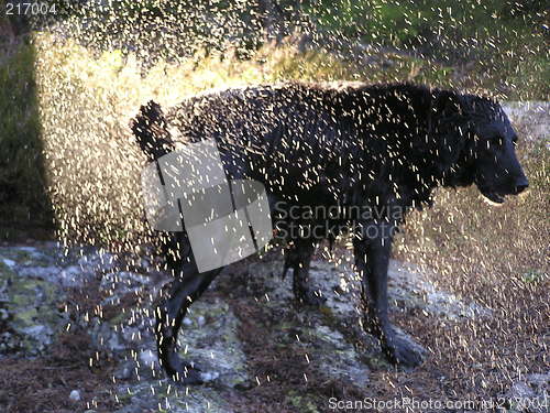 Image of shaking  in the sun