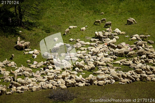 Image of Sheep