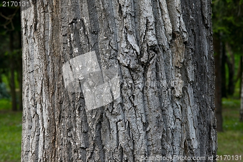 Image of Trunk