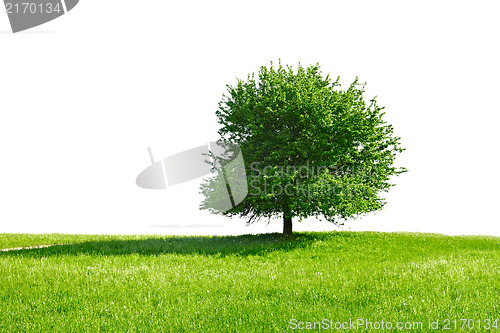 Image of Tree